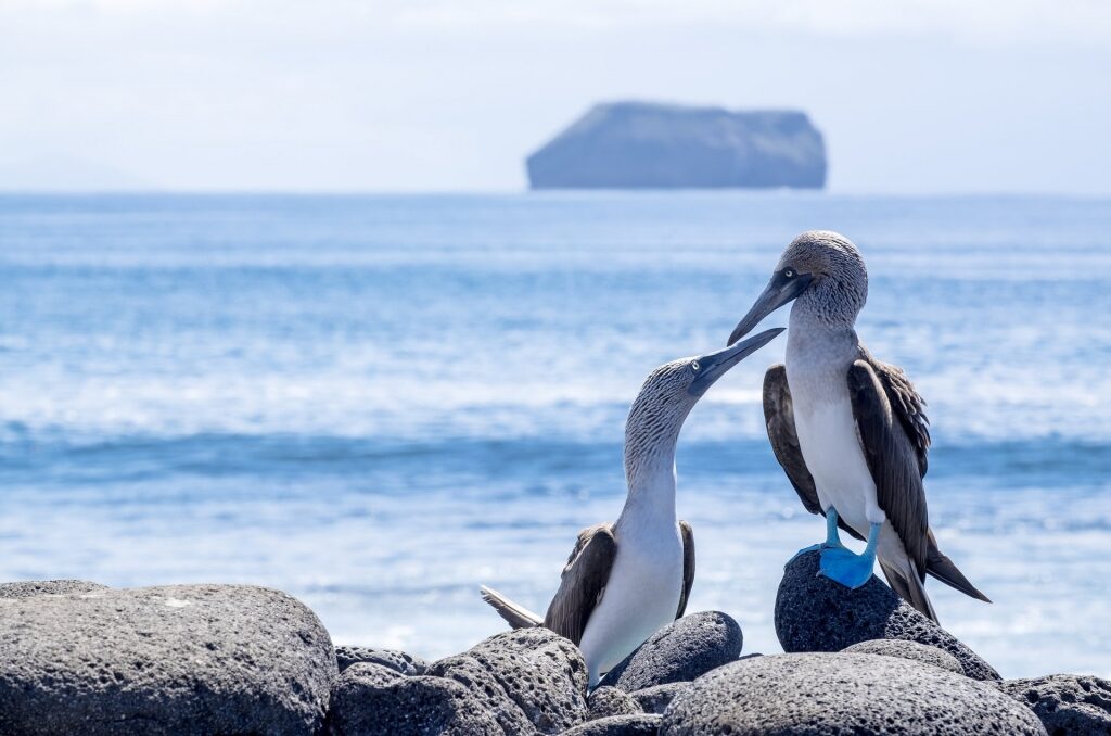 Two blue footed boobies on a rock