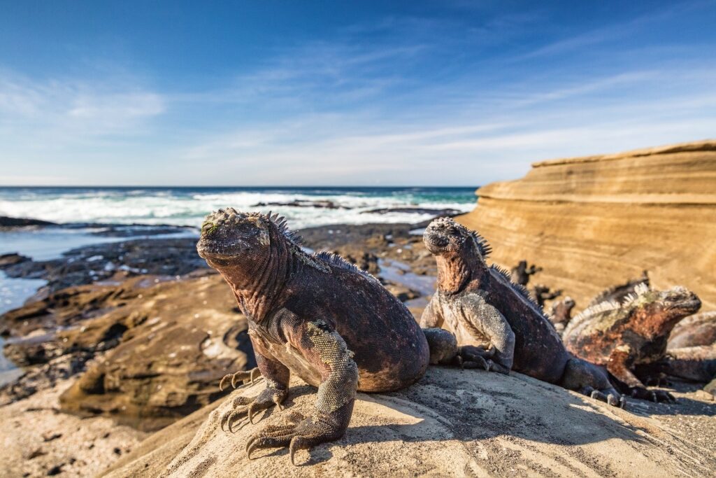 Iguanas on a rock
