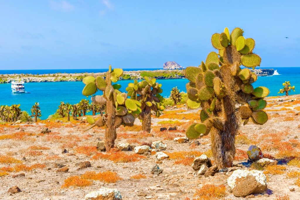 Pear-shaped cactus