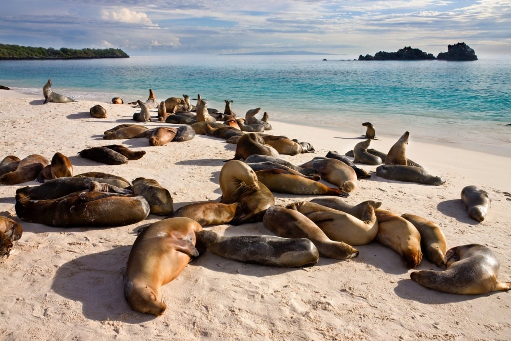 Sealion resting on a beach