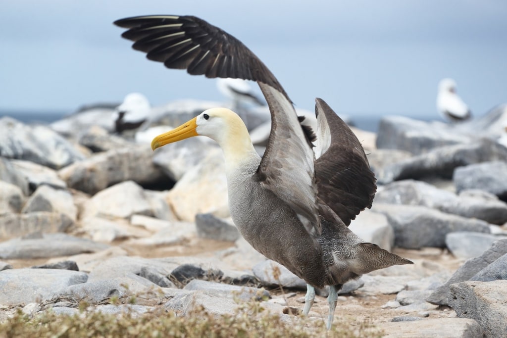 Waved Albatross bird