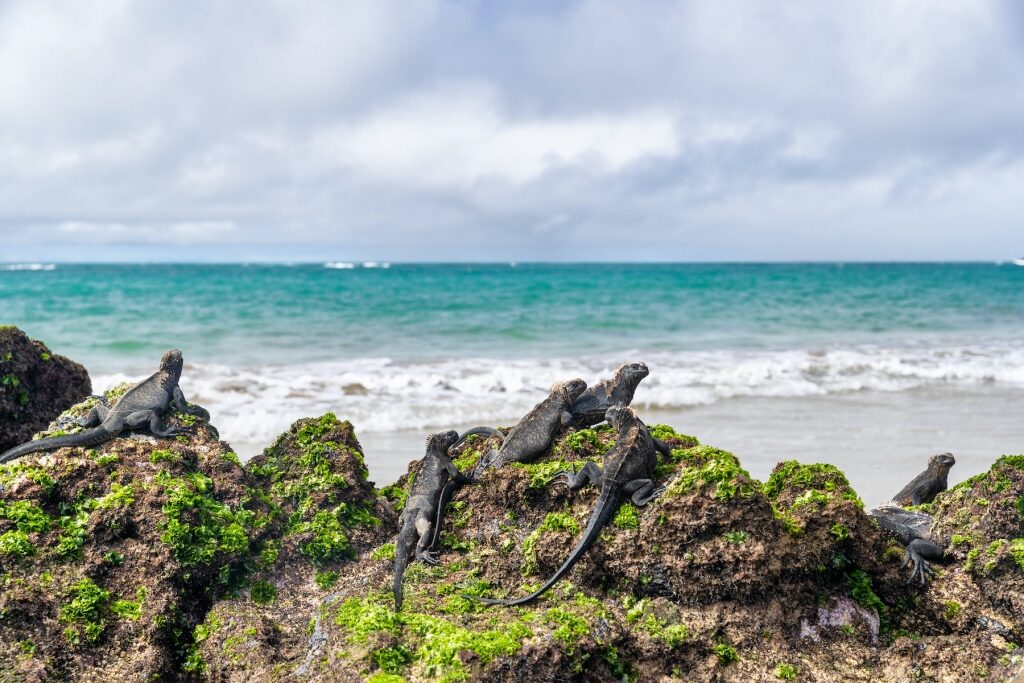 iguanas on Puerto Villamil 