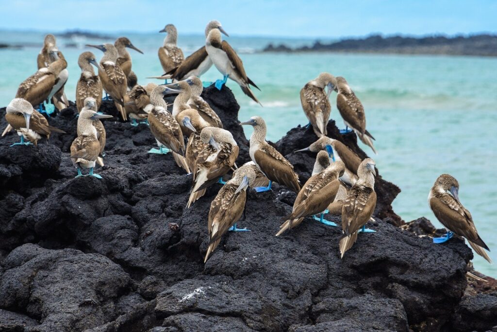 Blue-footed boobies on a rock at Galapagos beach