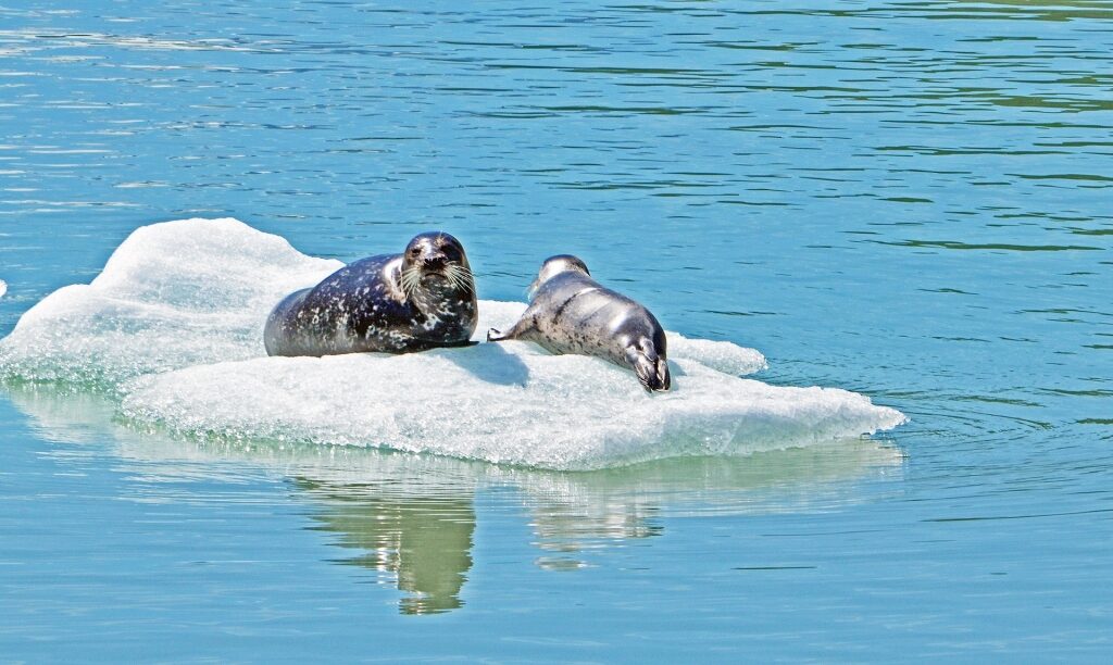 Harbor seals relaxing on ice in Endicott Arm, Alaska