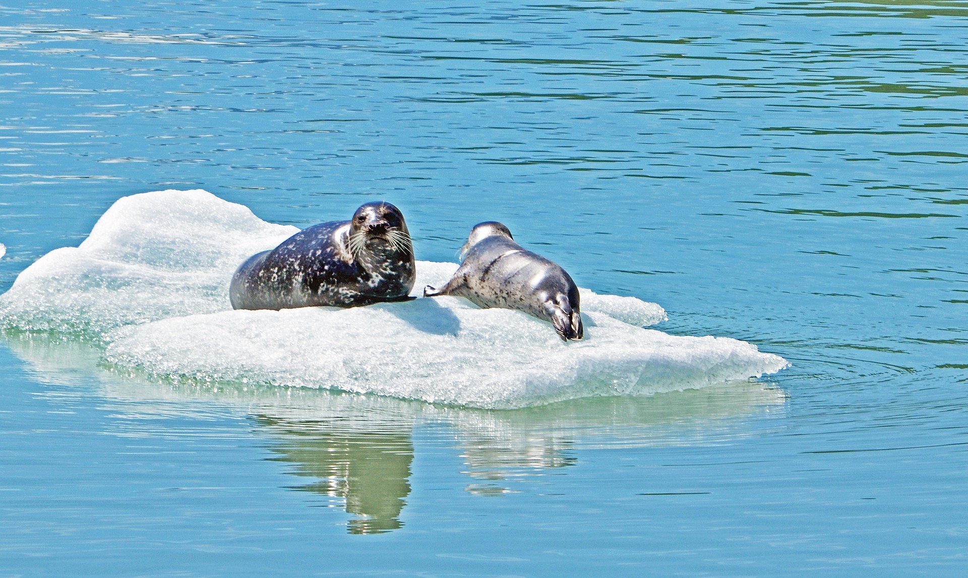 Hubbard Glacier vs. Glacier Bay vs. Endicott Arm & Dawes Glacier