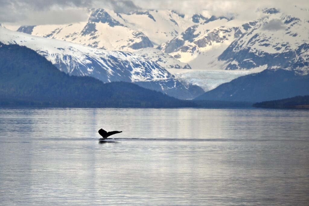 Tail of humpback whale in Alaskan waters with snowy mountain backdrop
