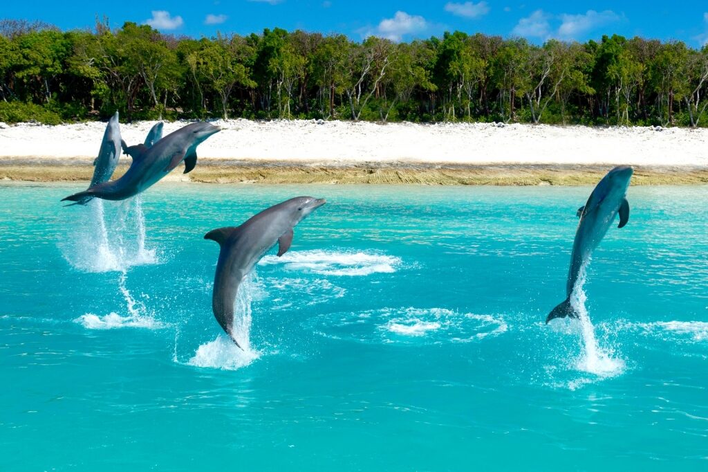 View of dolphins playing in Bahamas beach makes it the perfect cruise with a toddler 