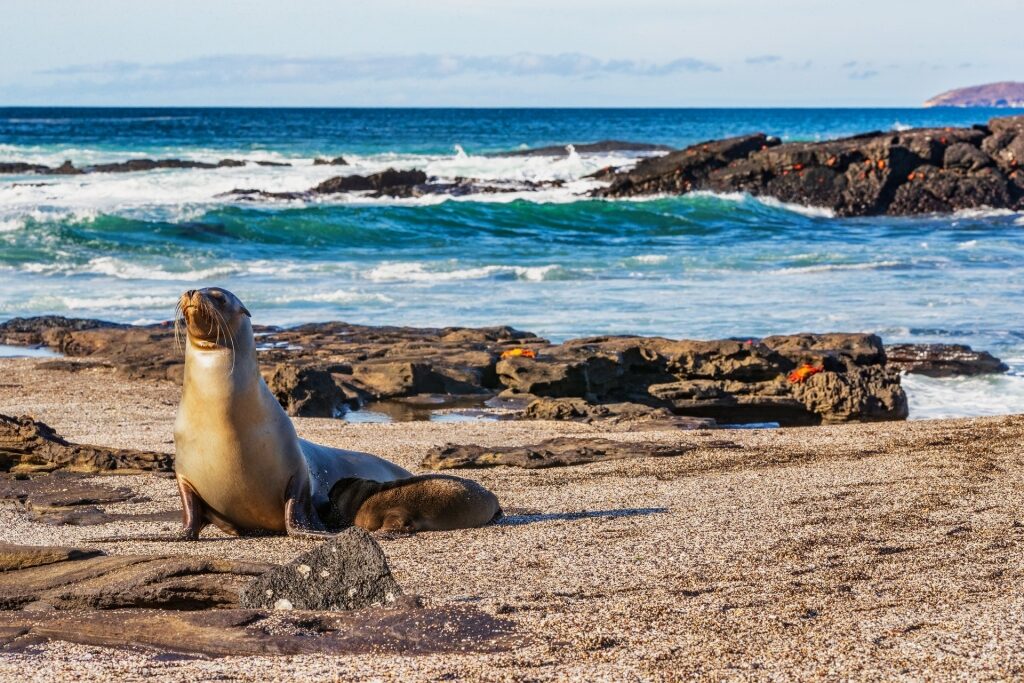 Sea lion enjoying the sun in Galapagos Islands, Ecuador