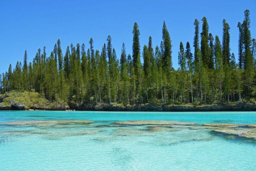 Pine trees residing in Isles of Pines, New Caledonia