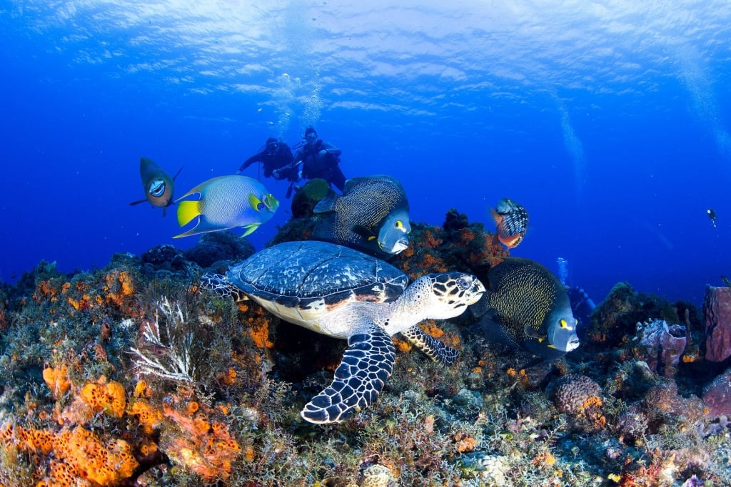 Scuba divers swimming with turtles and fishes in Cozumel, Mexico