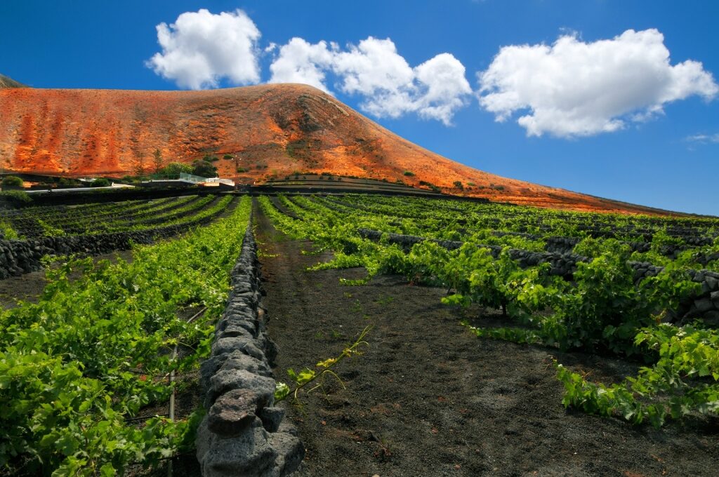 Black sand vineyard of La Geria in Lanzarote, Canary Islands
