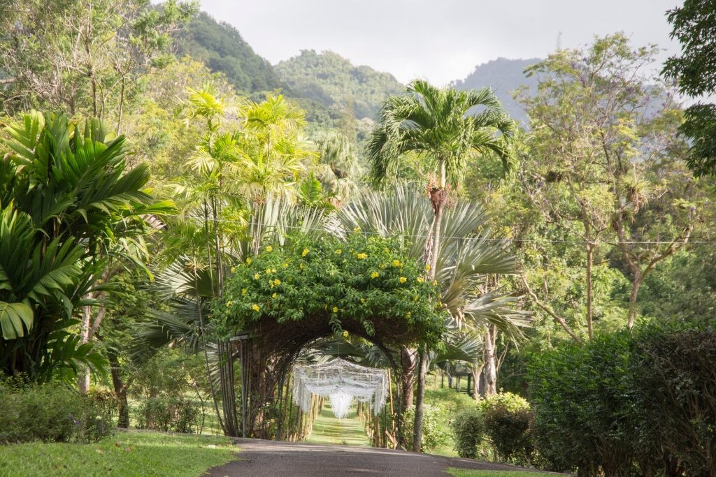 Wooden arch in Grenadines Botanic Gardens, St. Vincent