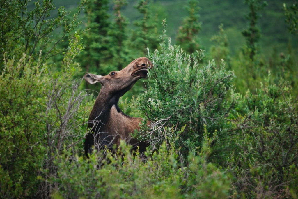 Moose spotted in Denali National Park