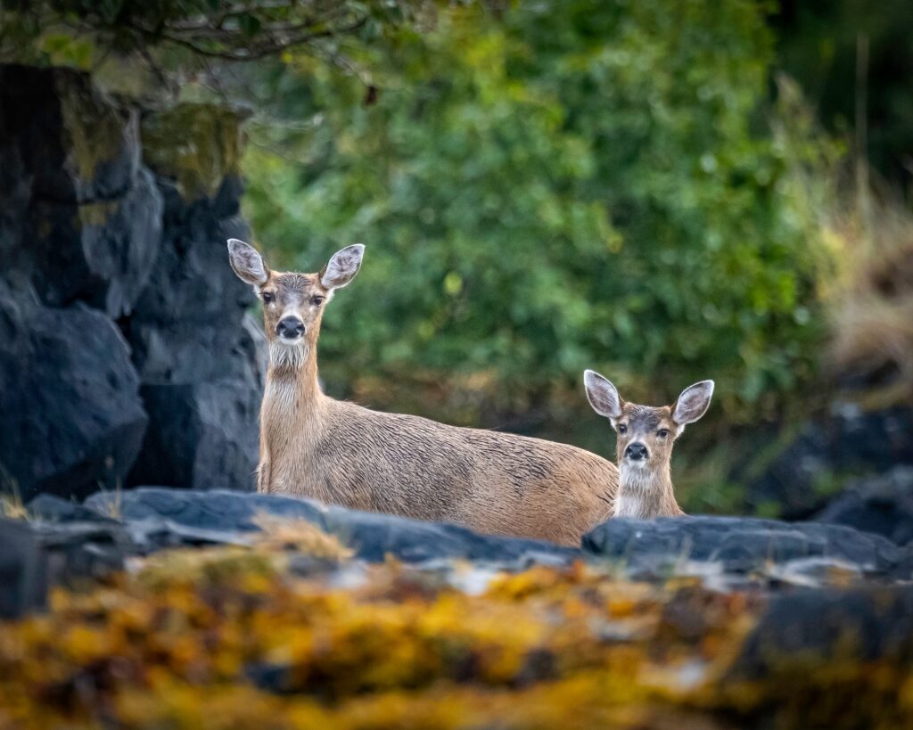 Two black-tailed deer in Sitka, Alaska