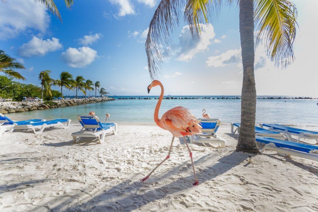 Flamingo walking on Aruba beach
