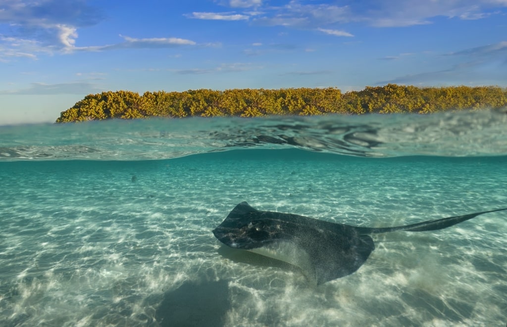 Stingray spotted in the clear waters of Bimini