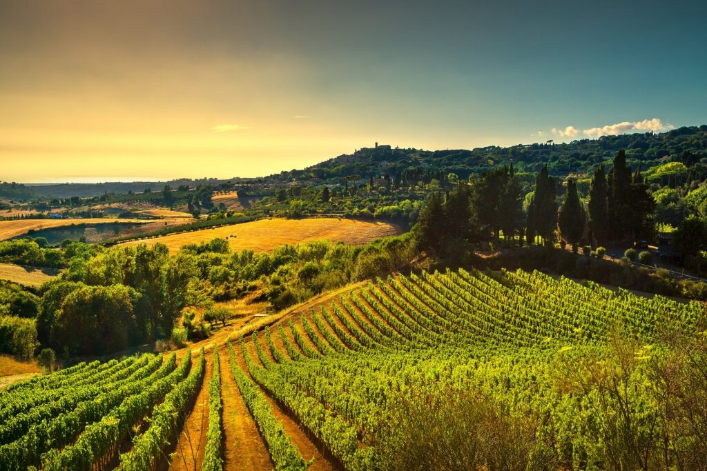 Beautiful vineyard landscape in Tuscany, Italy