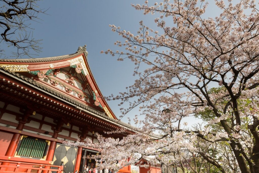 Cherry blossoms seen from Sensoji Temple in Tokyo, Japan 