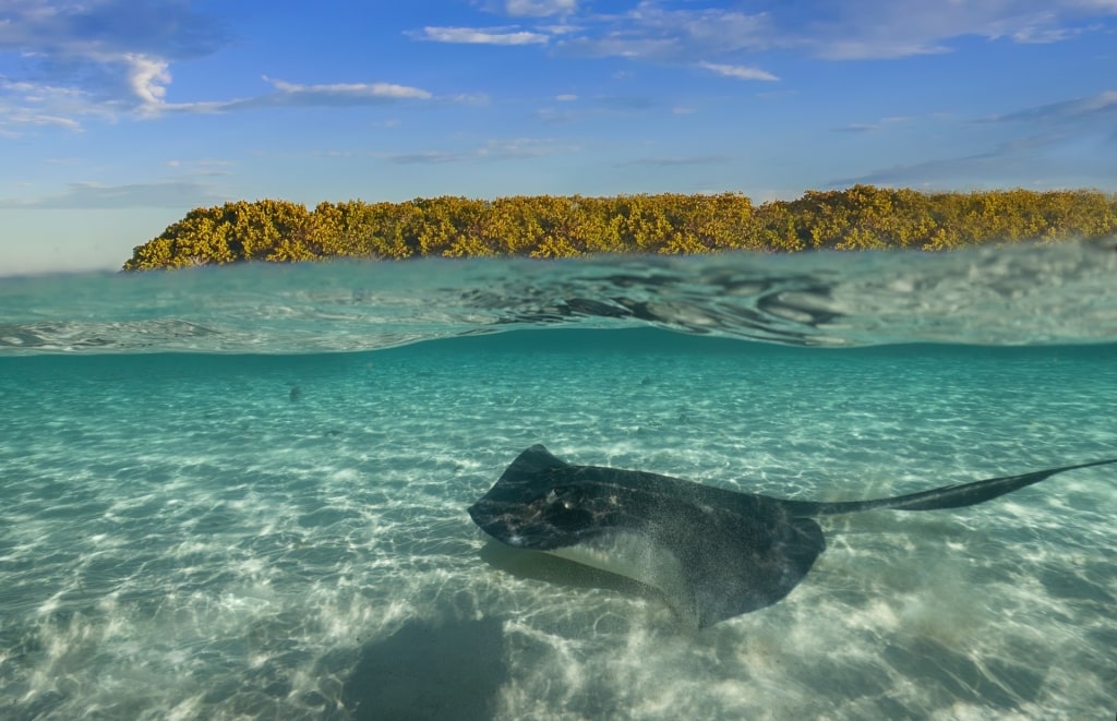 Stingray spotted in Honeymoon Harbor in Bimini, Bahamas