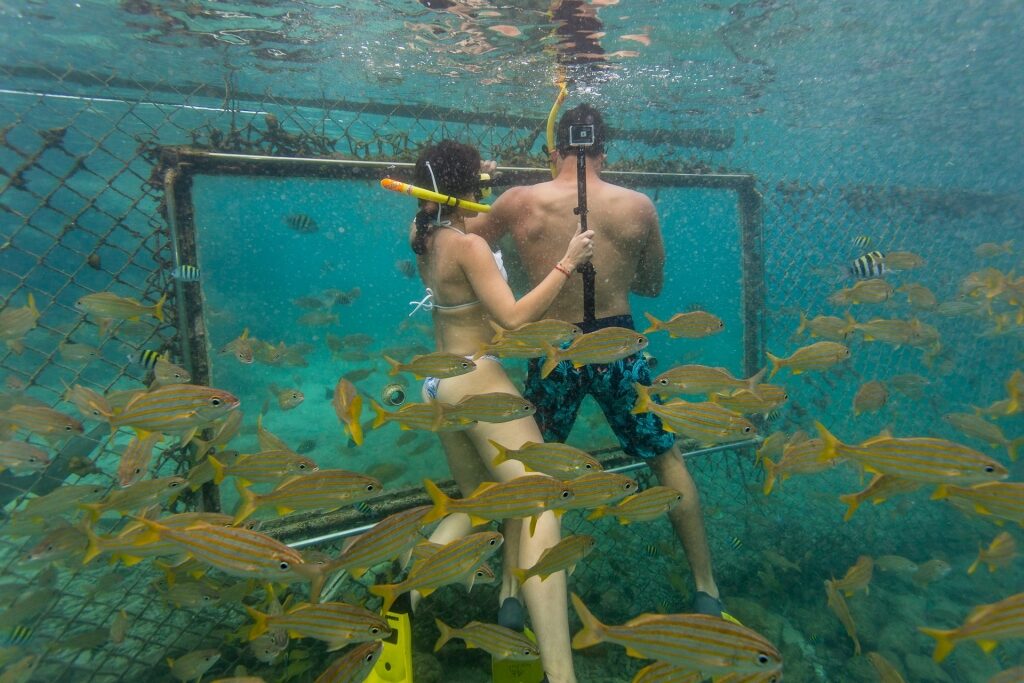 Couple snorkeling underwater with fishes