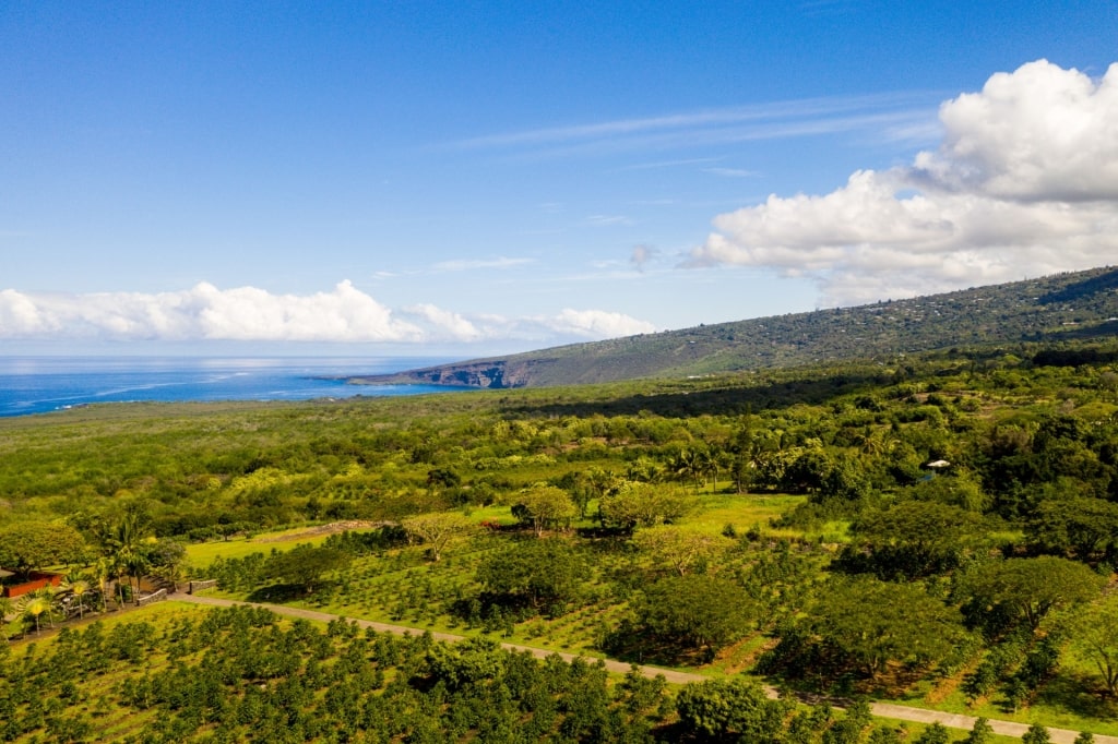 Coffee plantation of Bay View Farms in Kailua Kona, Hawaii