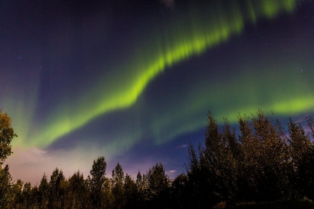 Northern lights over pine trees