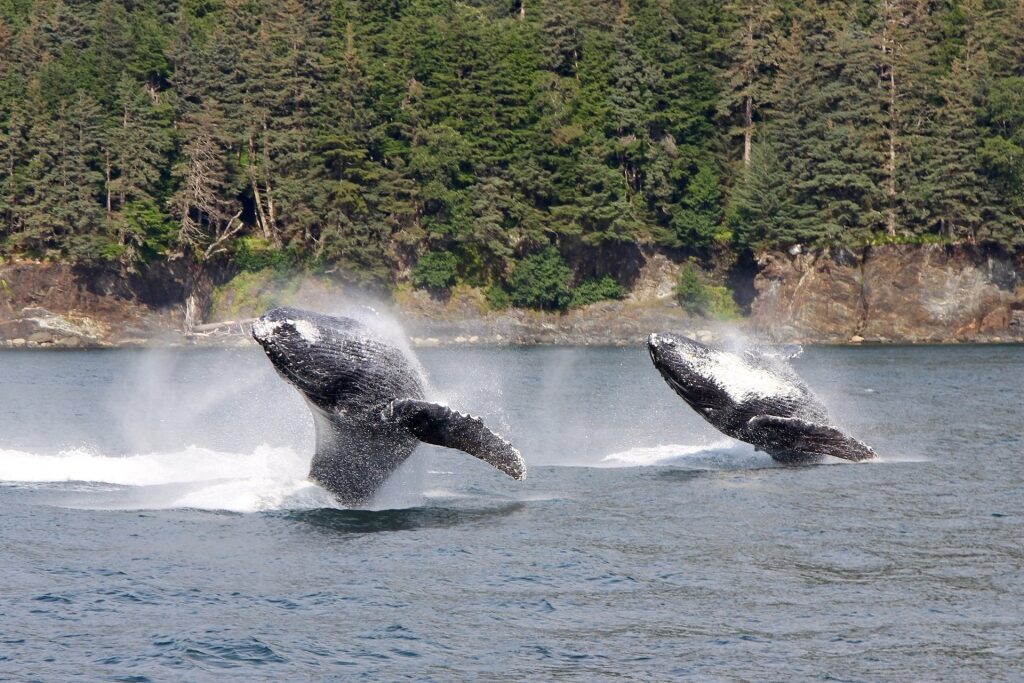 Bubble-net feeding of whales