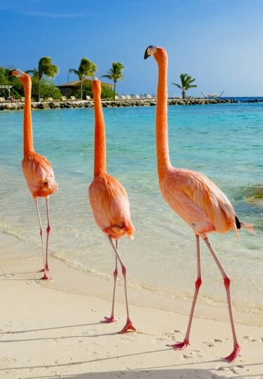 Flamingos walking on a beach in Aruba