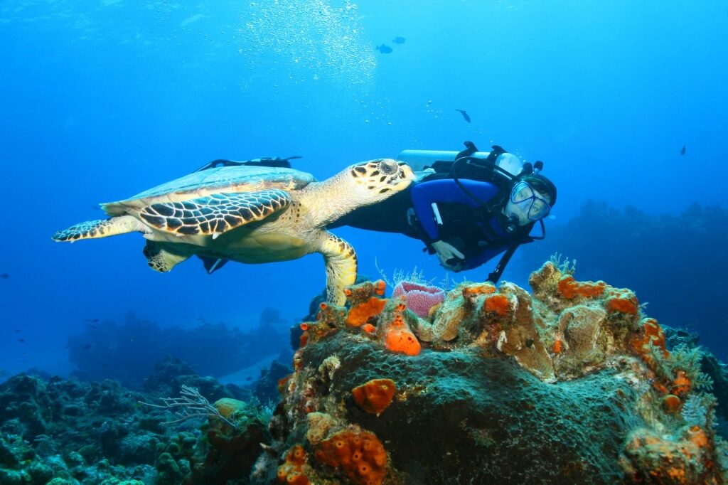 Person swimming with hawksbill turtle