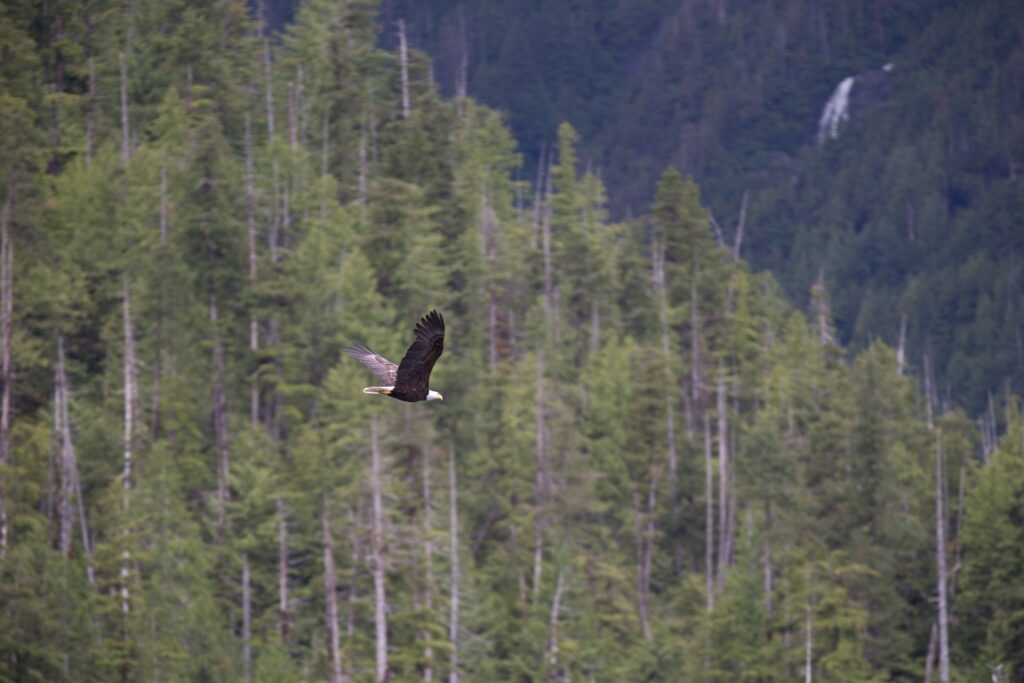 Eagle flying amidst pine trees