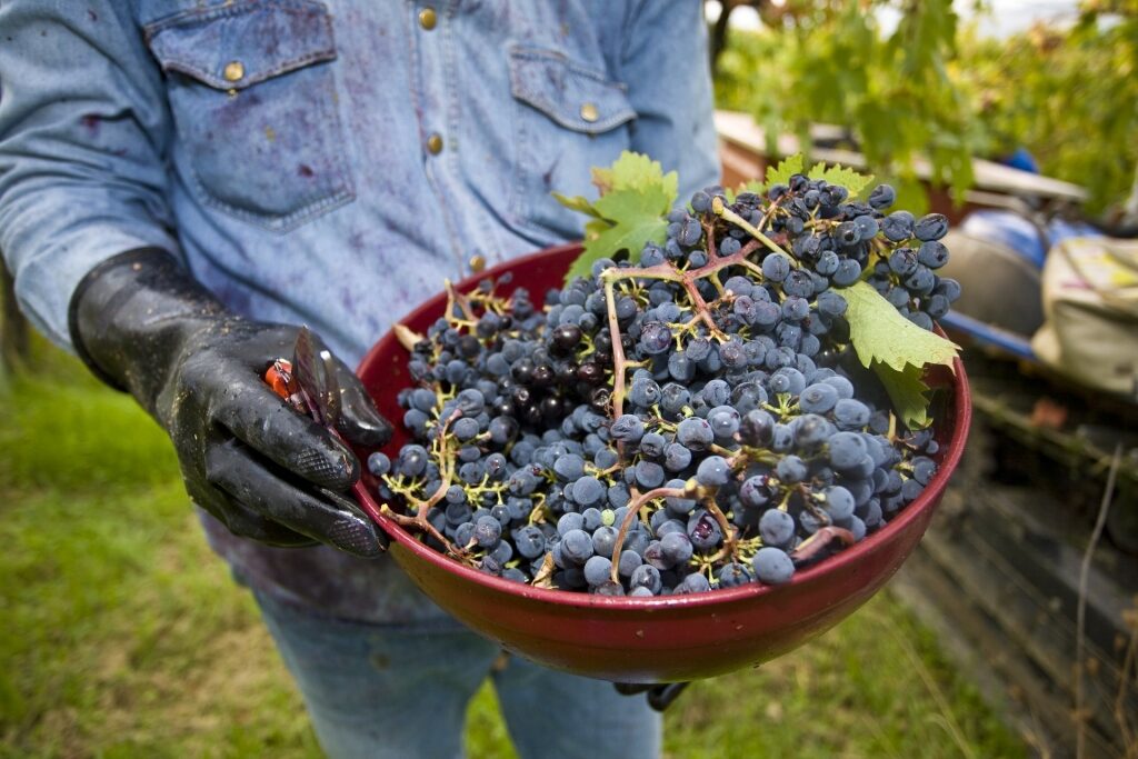 Italian wine grapes