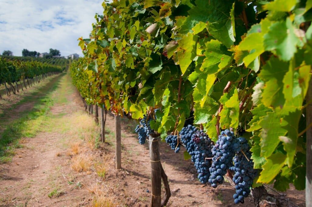 Aglianico vineyard in Italy
