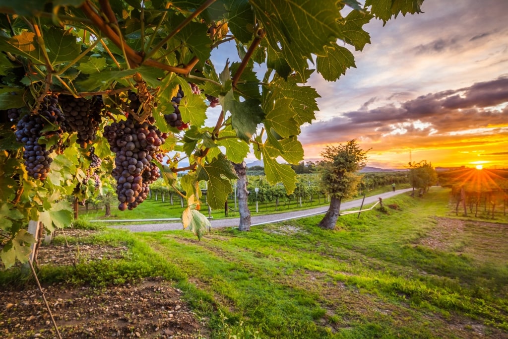 Beautiful vineyard with Sangiovese grape in Italy