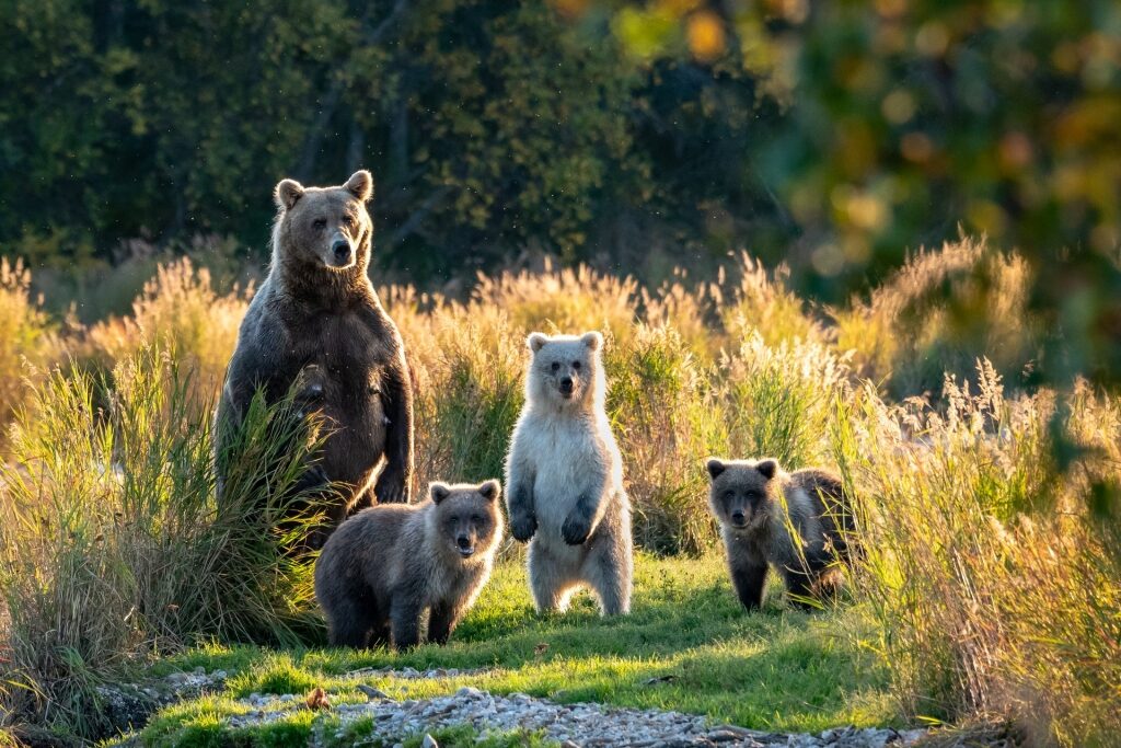 Brown bears in Katmai National Park