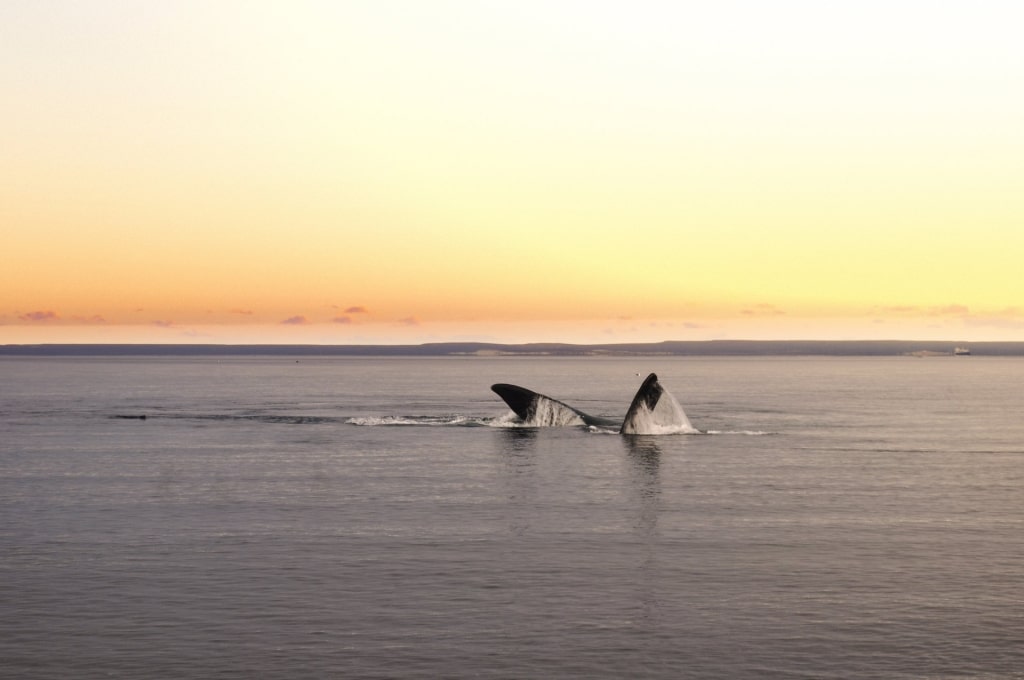 Dolphins swimming in El Doradillo, Argentina