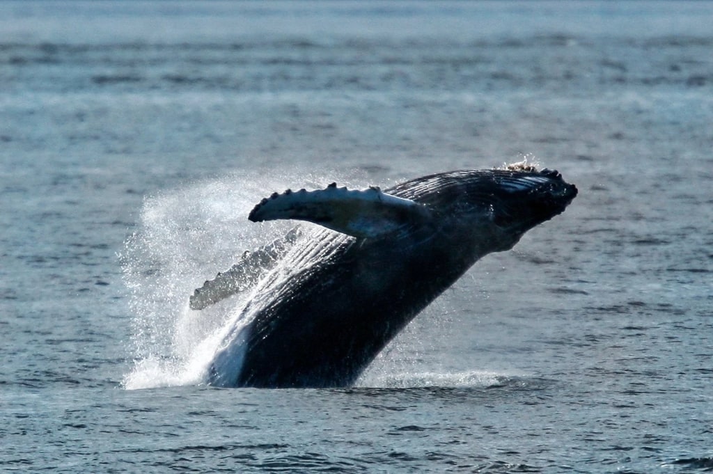 Humpback whale in Alaska