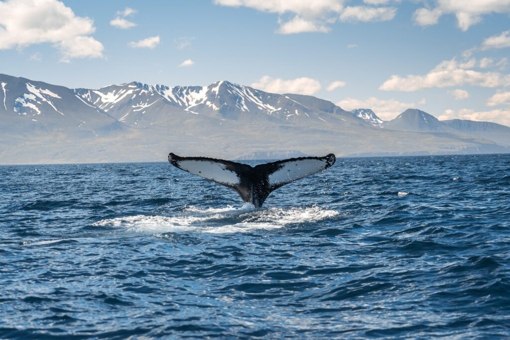 Whale in Iceland