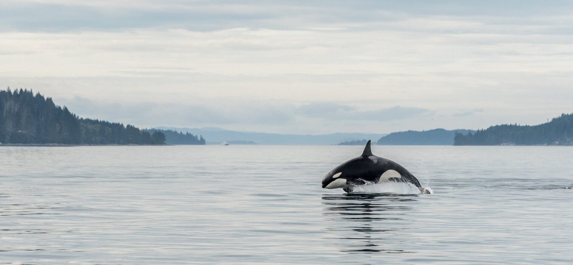 killer-whales-jumping-in-the-wild