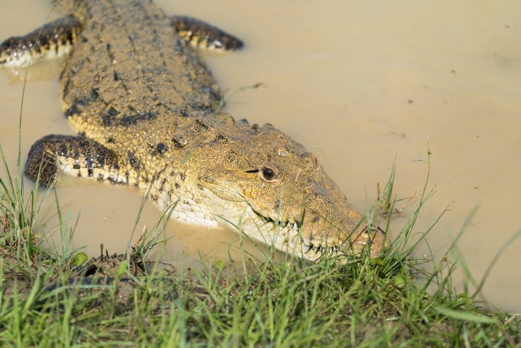 Alligator in a river