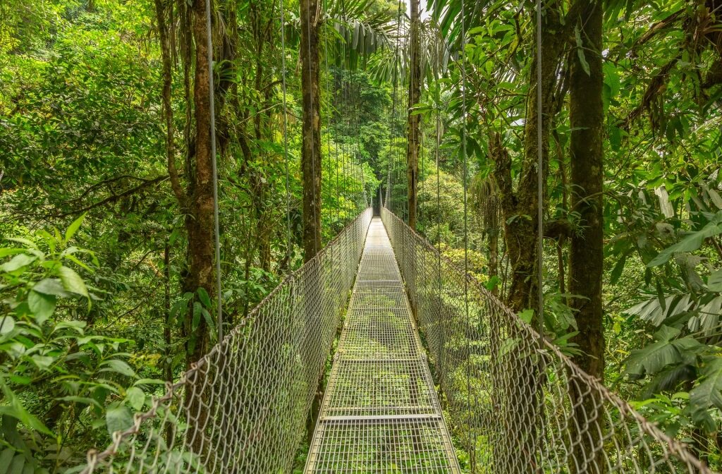 Suspension bridge surrounded by massive trees in Costa Rica