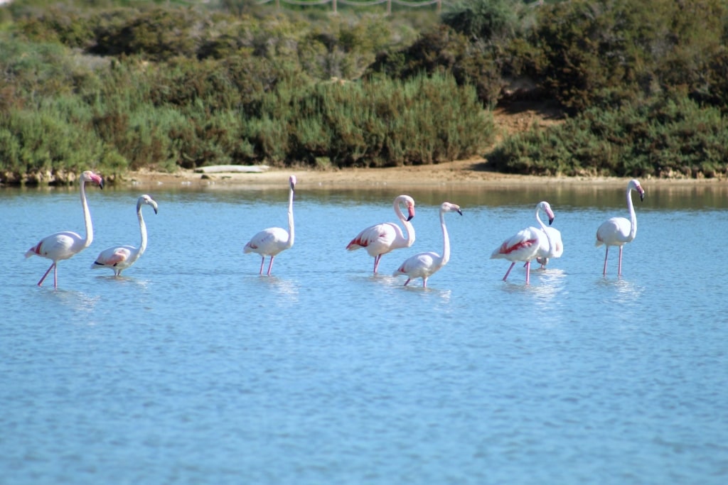 Flamingos in Las Salinas, Spain