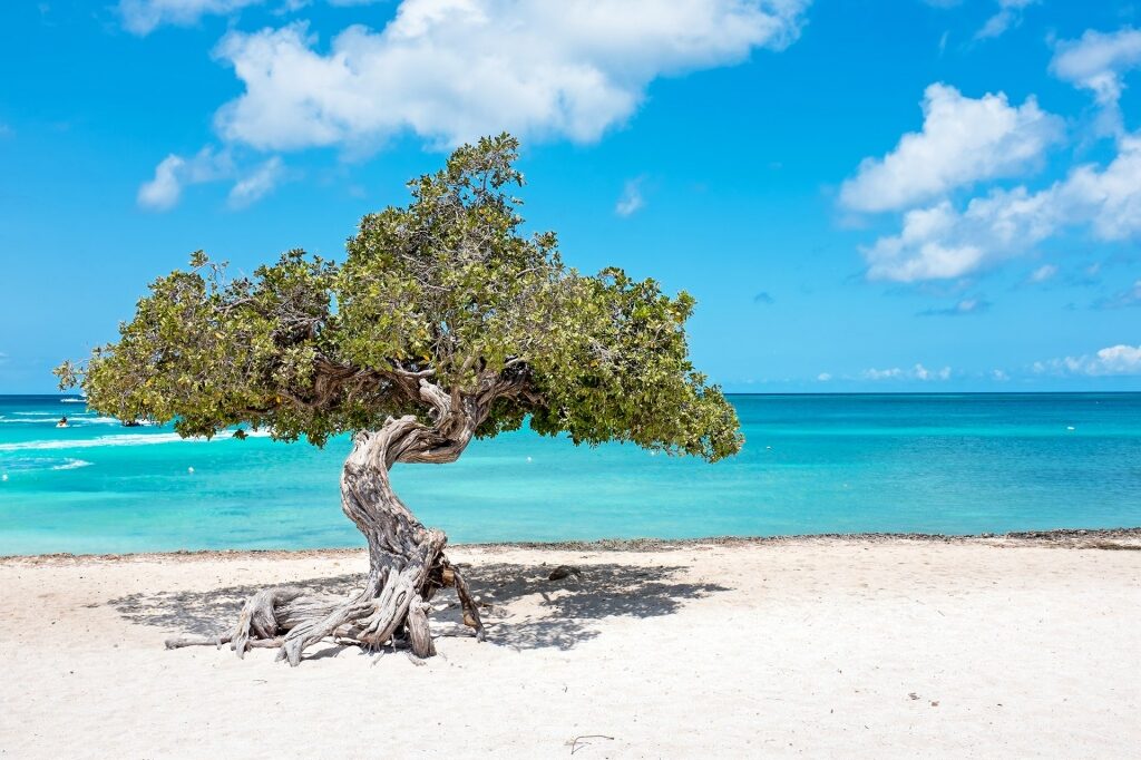 Turquoise waters of Aruba with divi divi tree