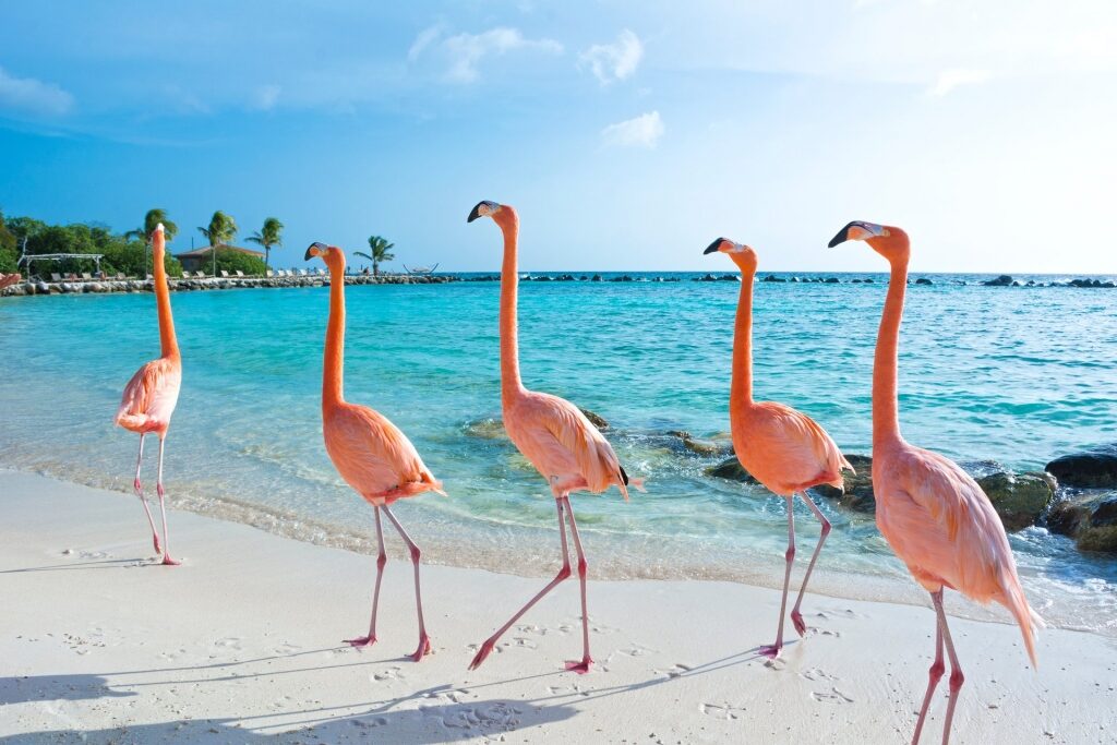Flamingos walking on a beach in Aruba
