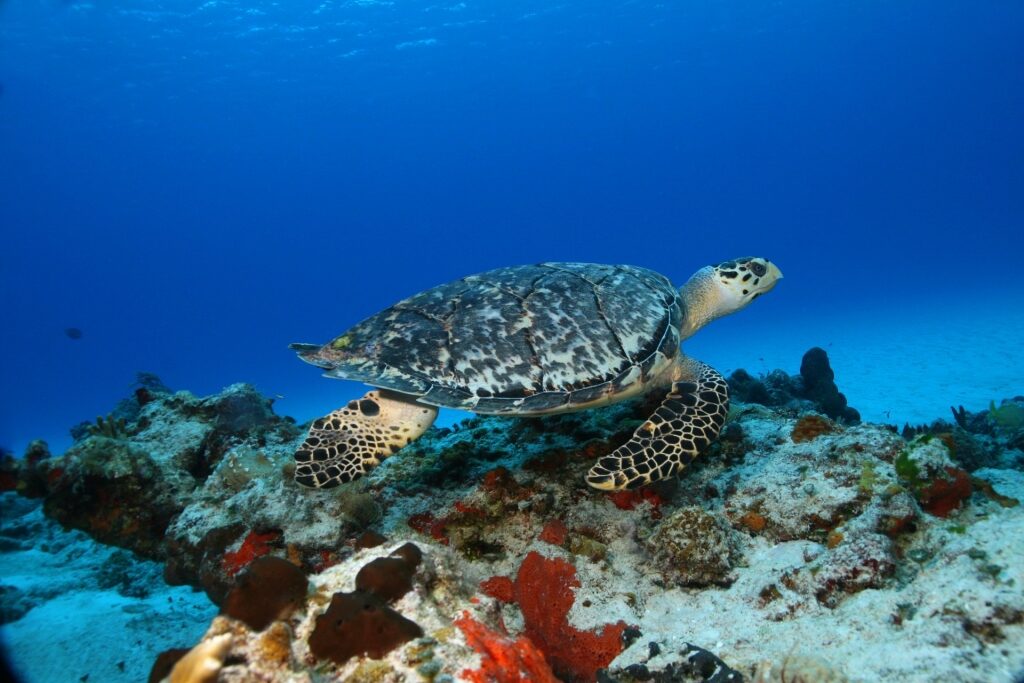 Hawksbill turtle swimming in Cozumel