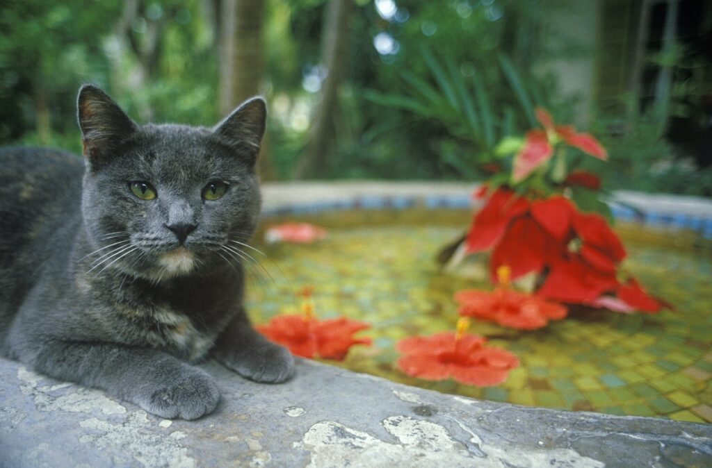 Black cat resting by a small pond