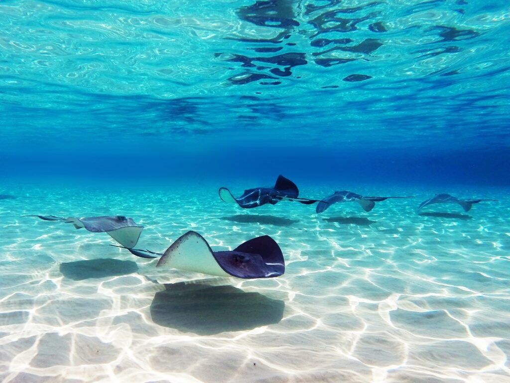 Stingrays swimming in Grand Cayman