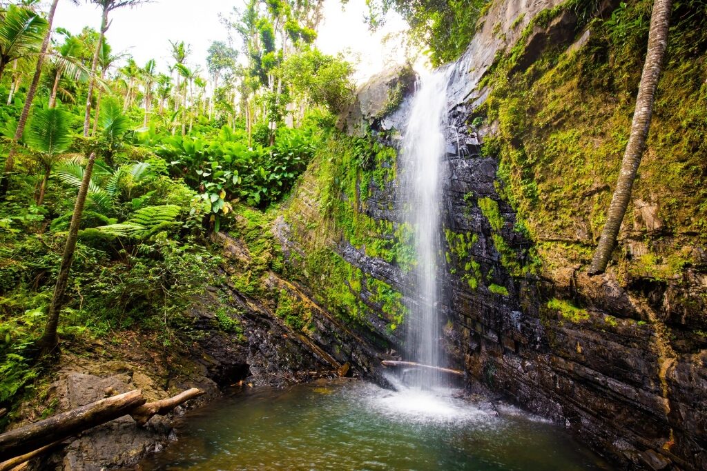 best places to see in the world - El Yunque Forest