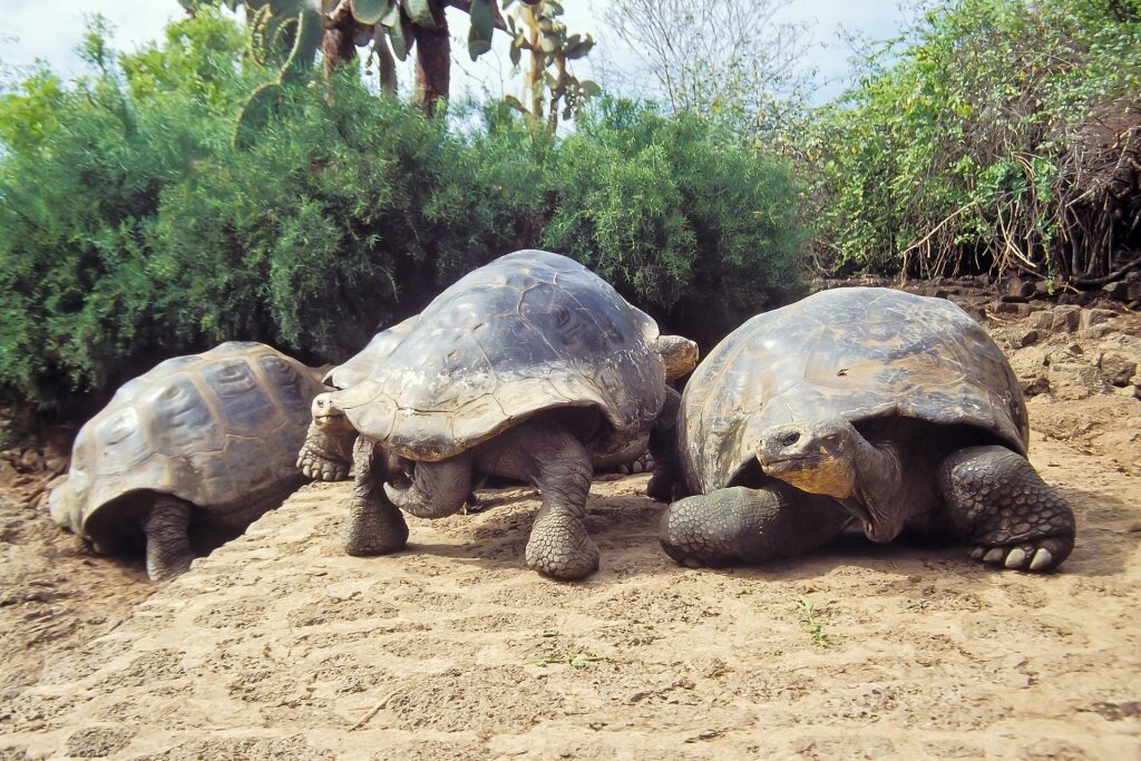Giant tortoises on sand