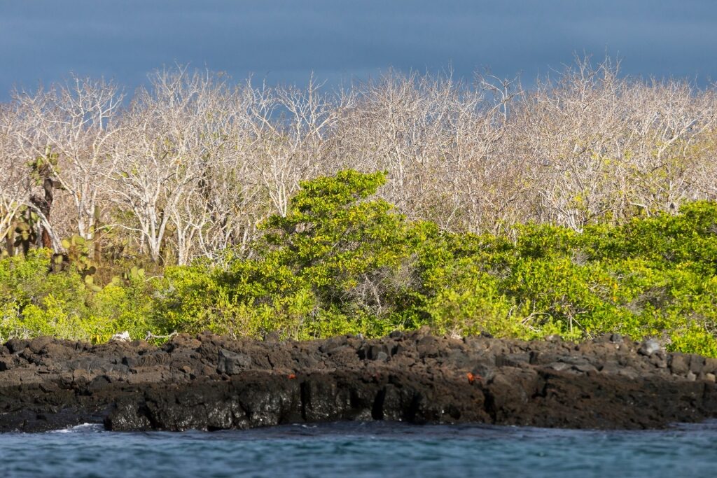 Palo Santo trees in Santa Cruz Island, Galapagos