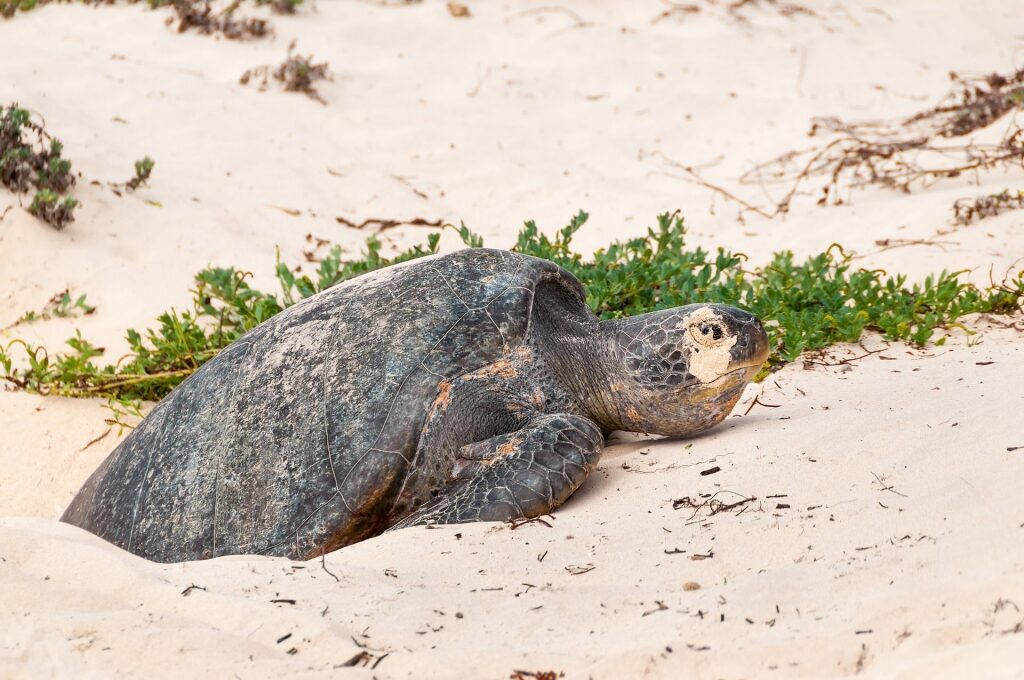 Turtle leaving nest in the sand